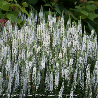 White Speedwells in a garden