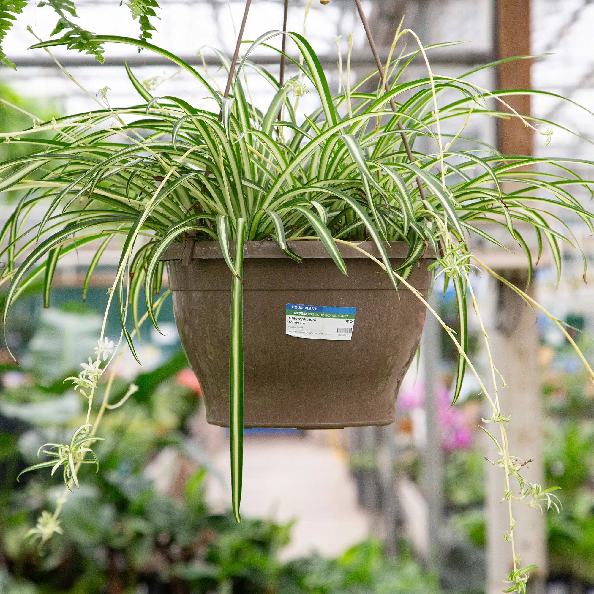 Spider Plant