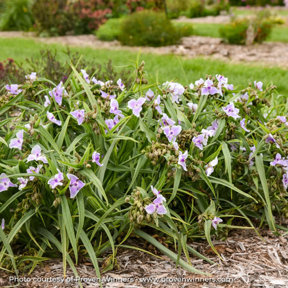Purple Spiderwort in a garden