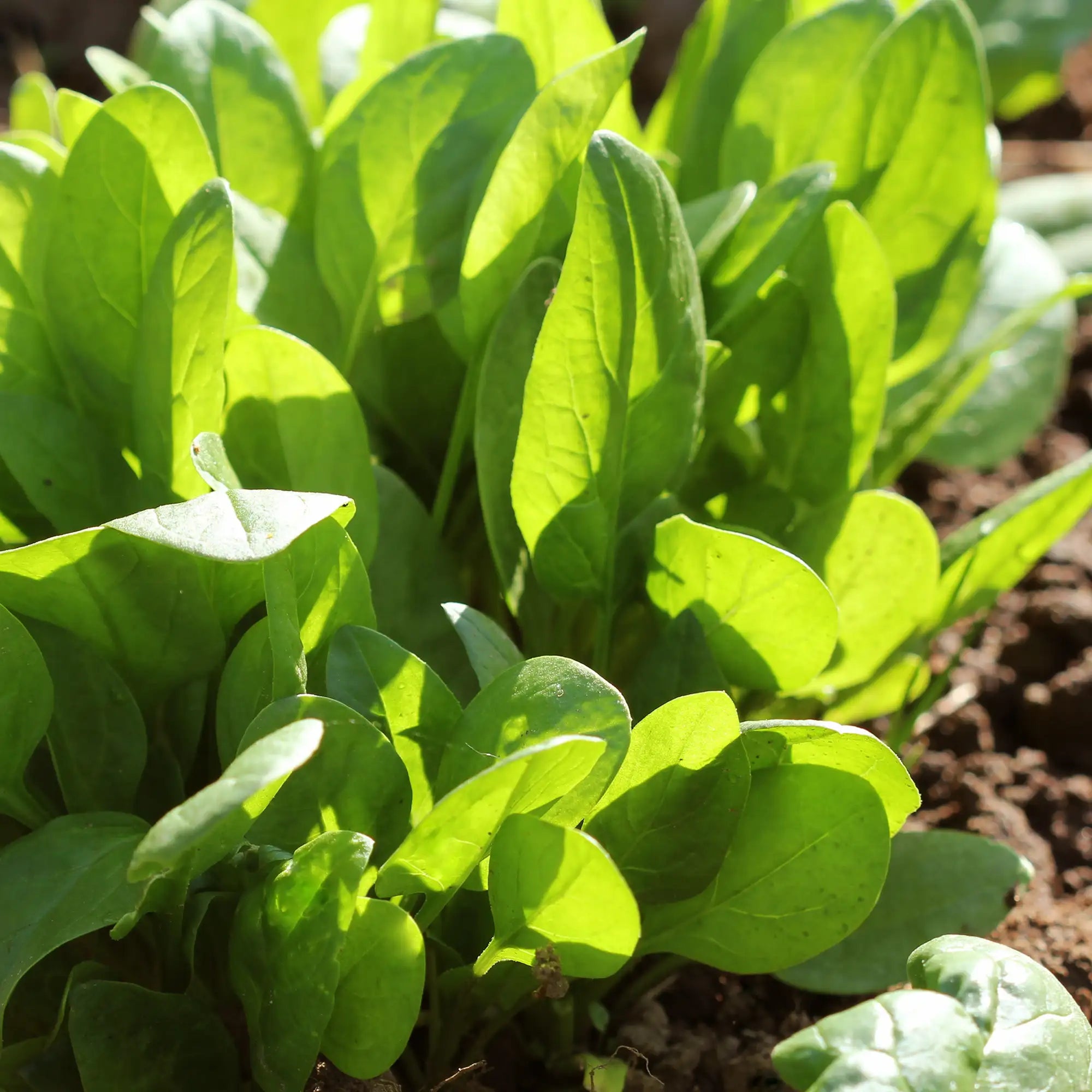 Spinach Smooth Leaf