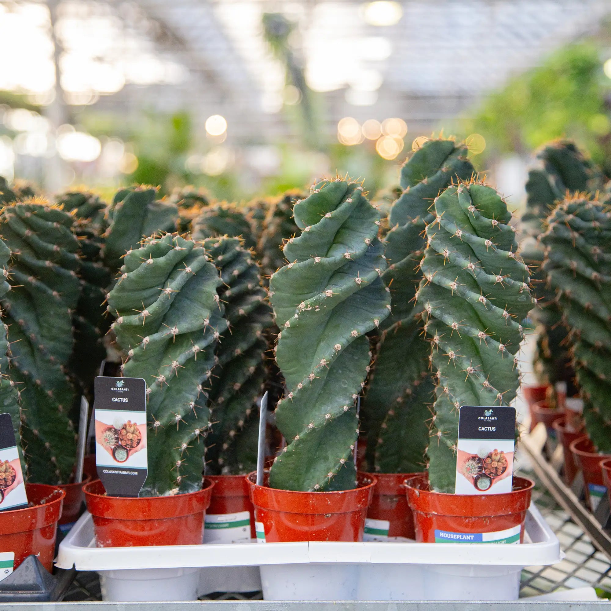 Cactus Spiral