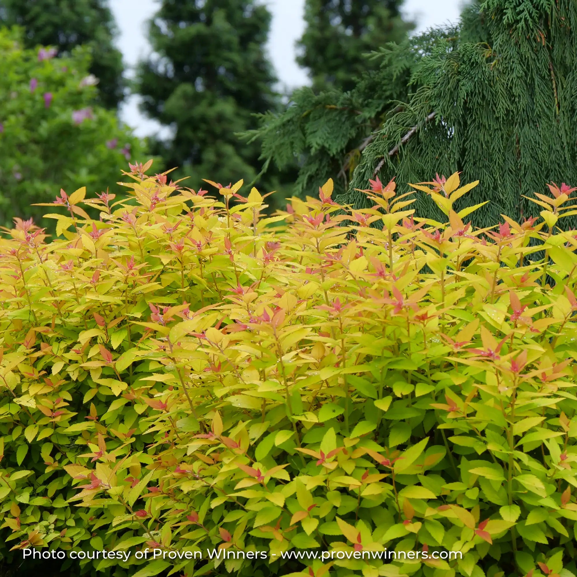 Spirea Double Play® 'Candy Corn®'