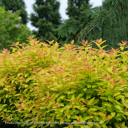 Spirea Double Play® 'Candy Corn®'
