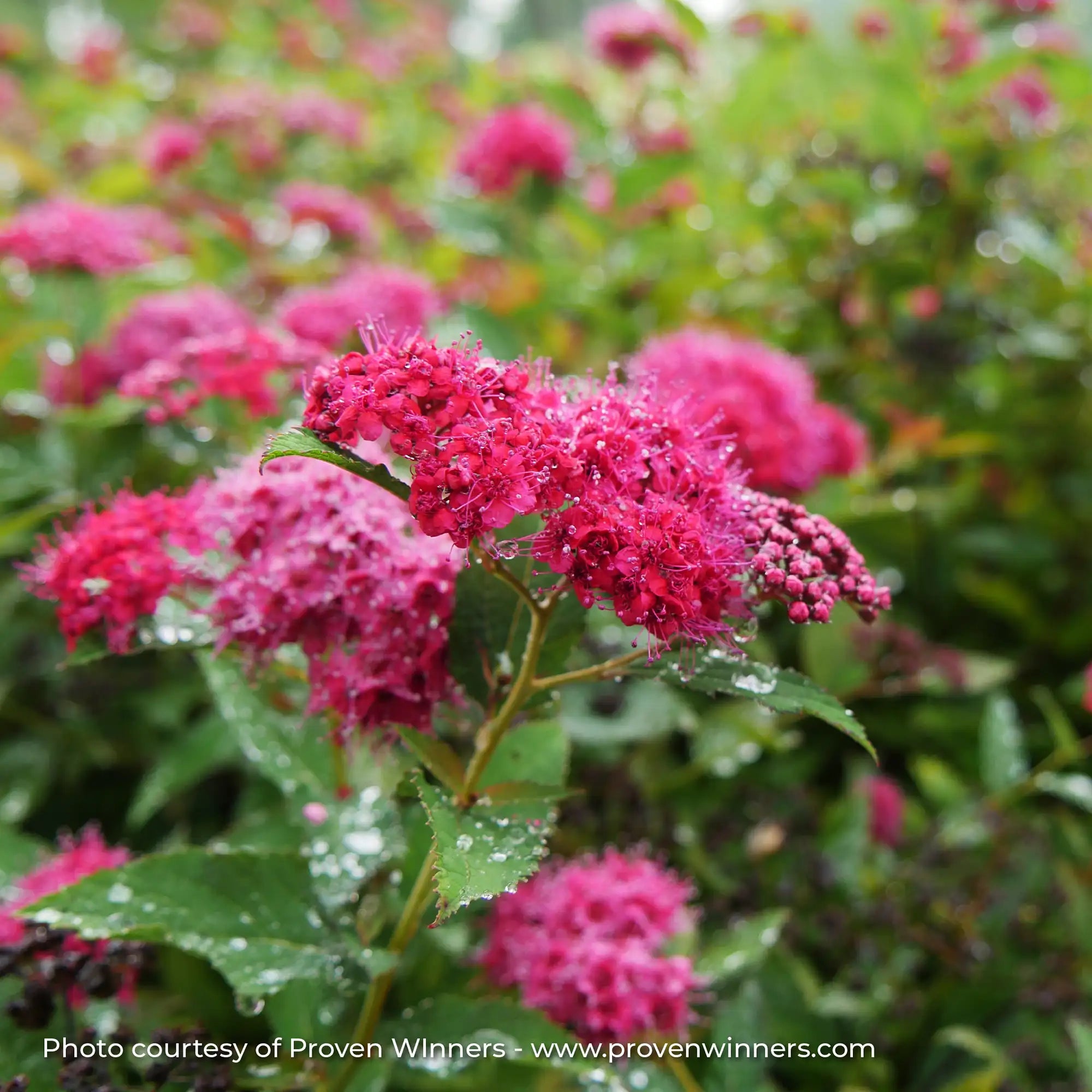 Spirea Double Play 'Doozie®'