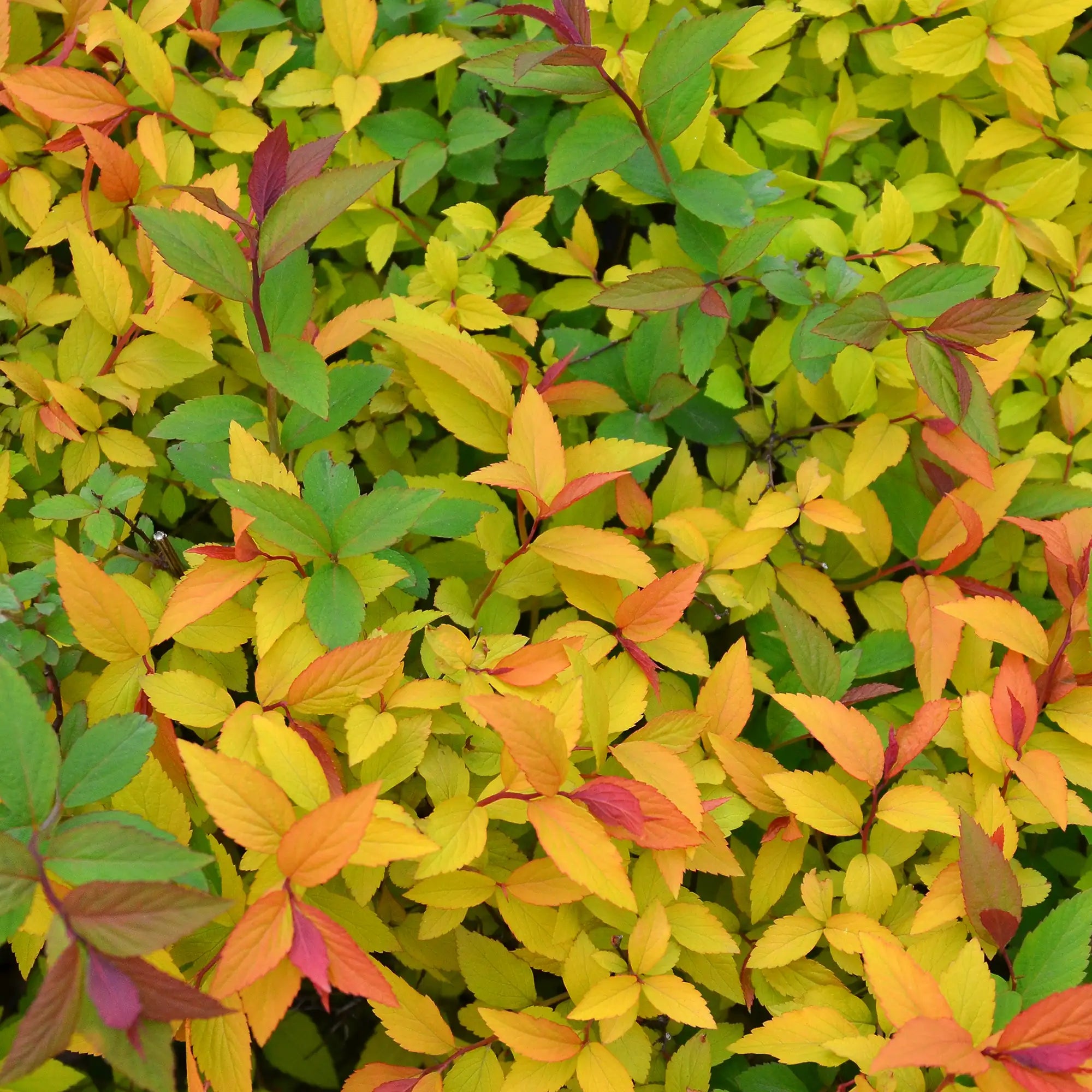 Spirea 'Magic Carpet'