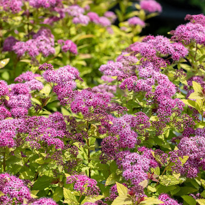Spirea 'Magic Carpet'