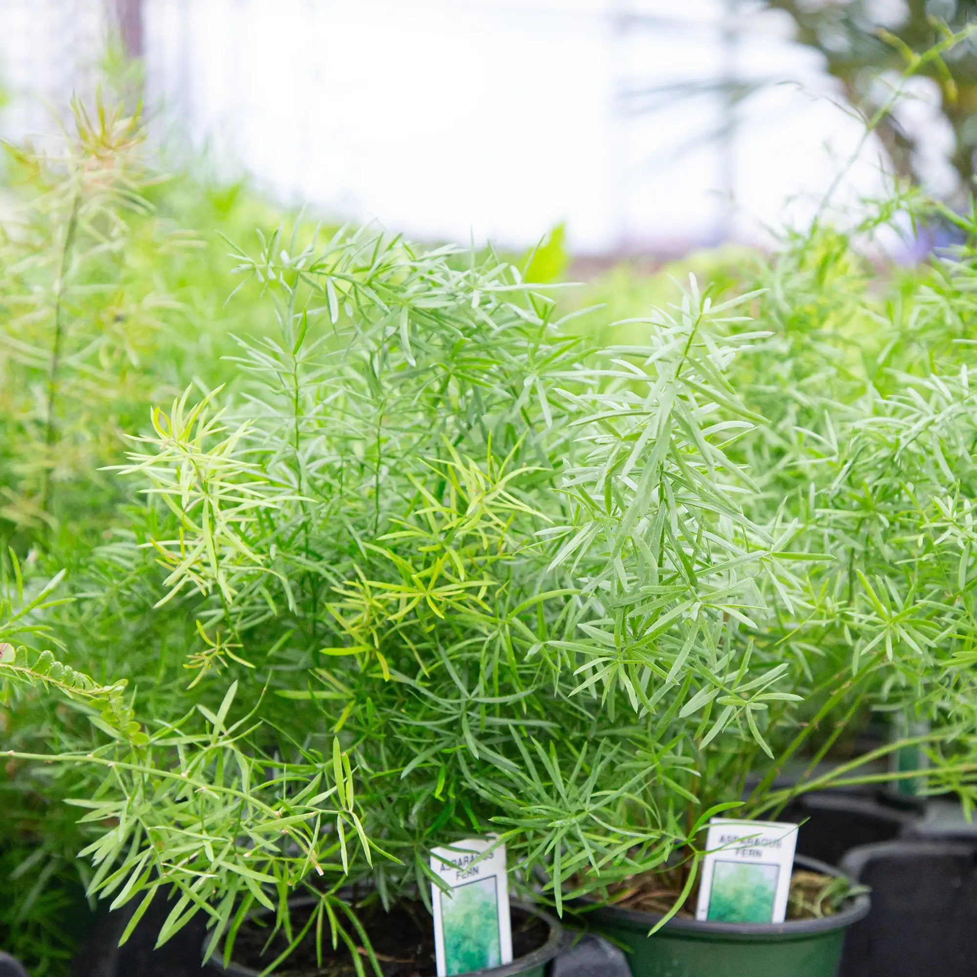 Fern Asparagus 'Sprengeri'