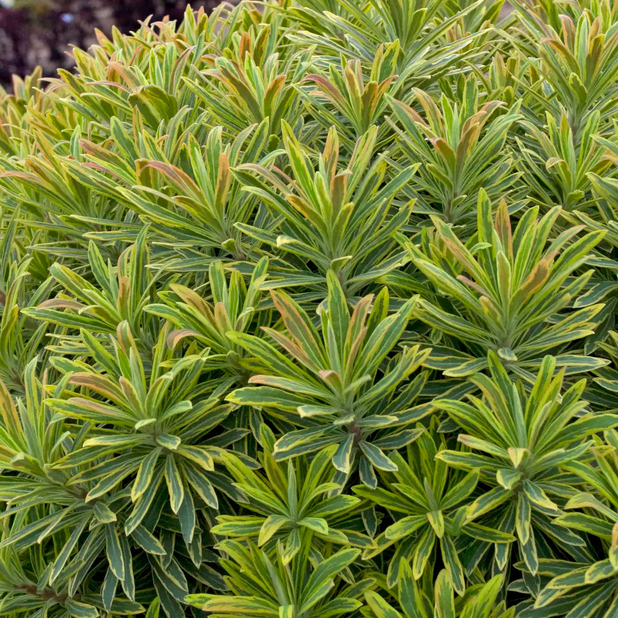 Spurge 'Ascot Rainbow'