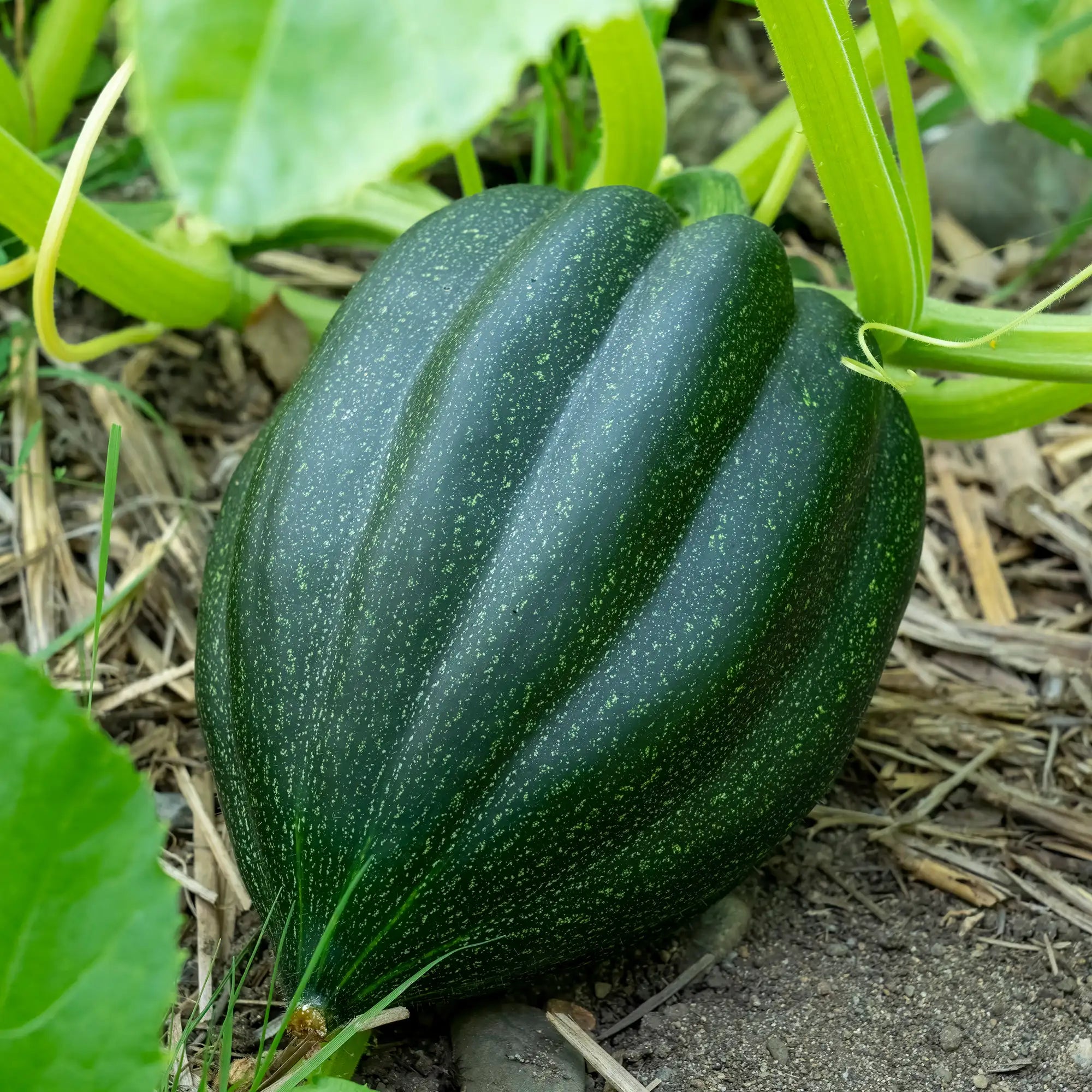 Squash Acorn