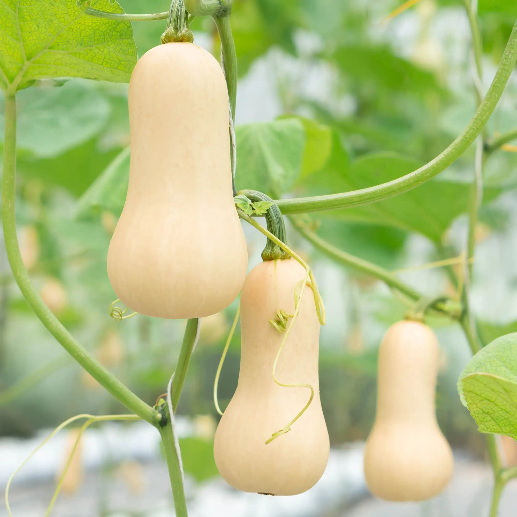 Squash Butternut