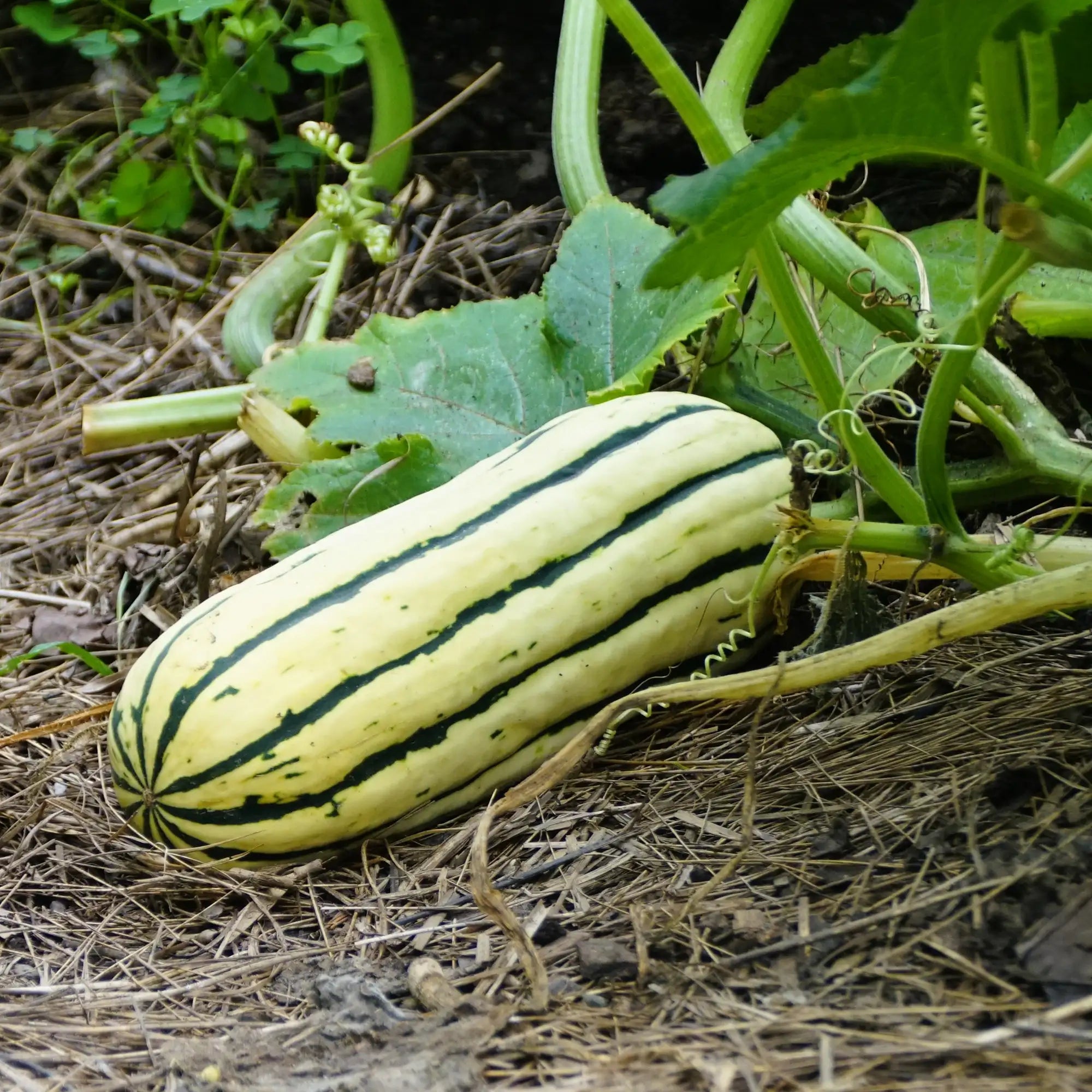 Squash 'Delicata'