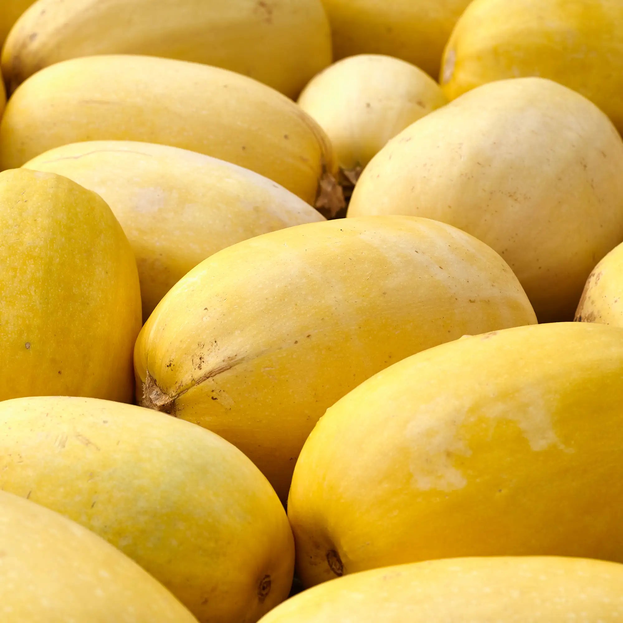 Squash Spaghetti