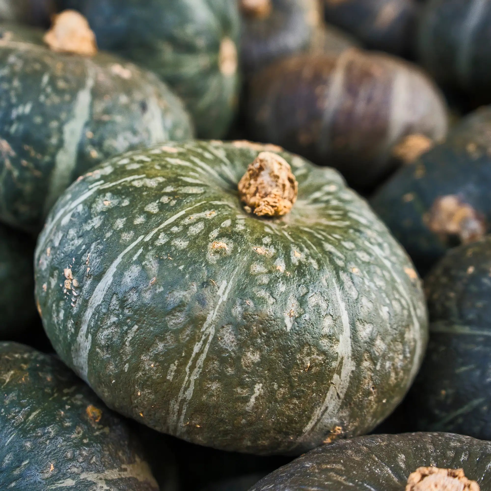 Squash 'Sweet Mama'
