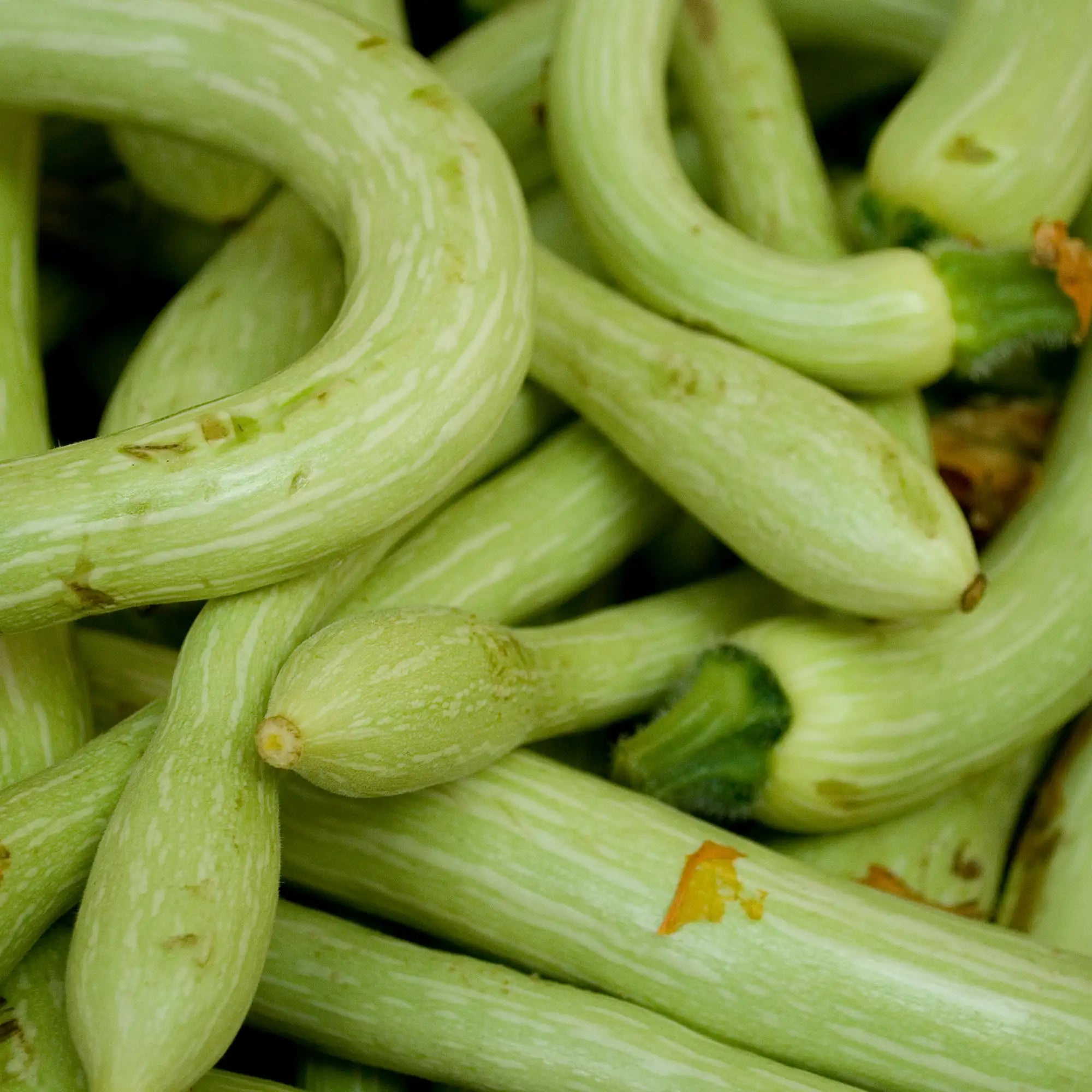 Squash 'Tromboncino'