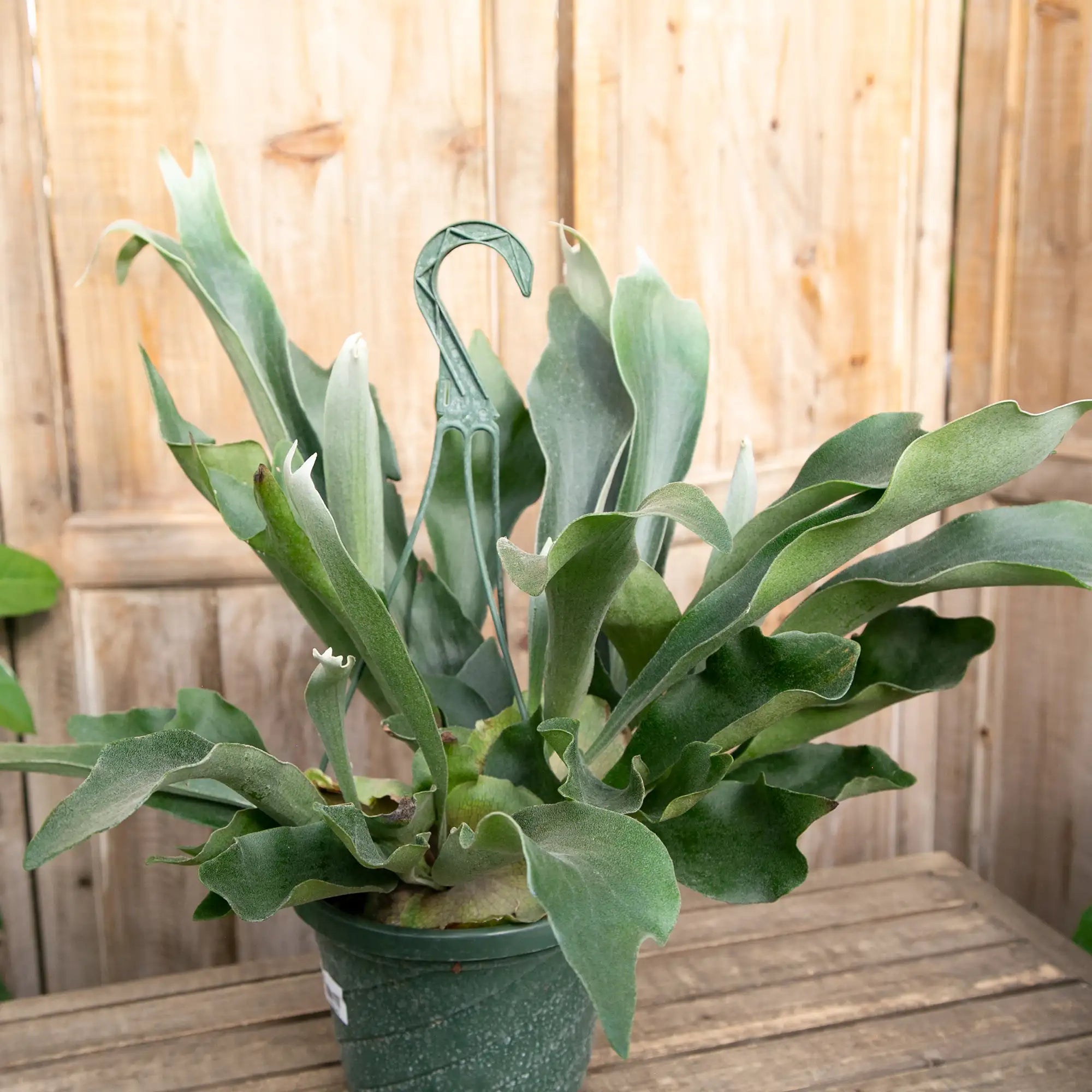 Fern 'Staghorn'