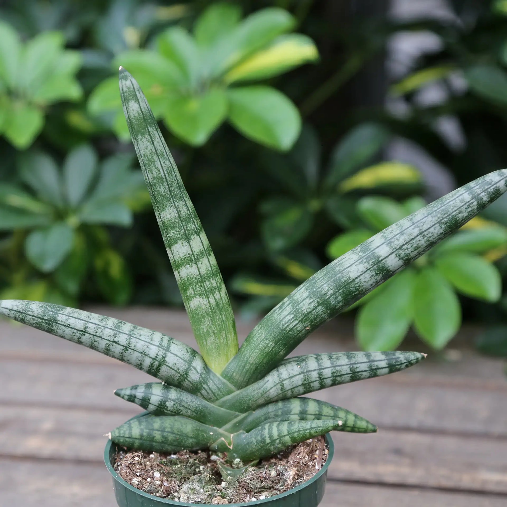 Snake Plant 'Starfish'  Vandermeer Nursery Ltd