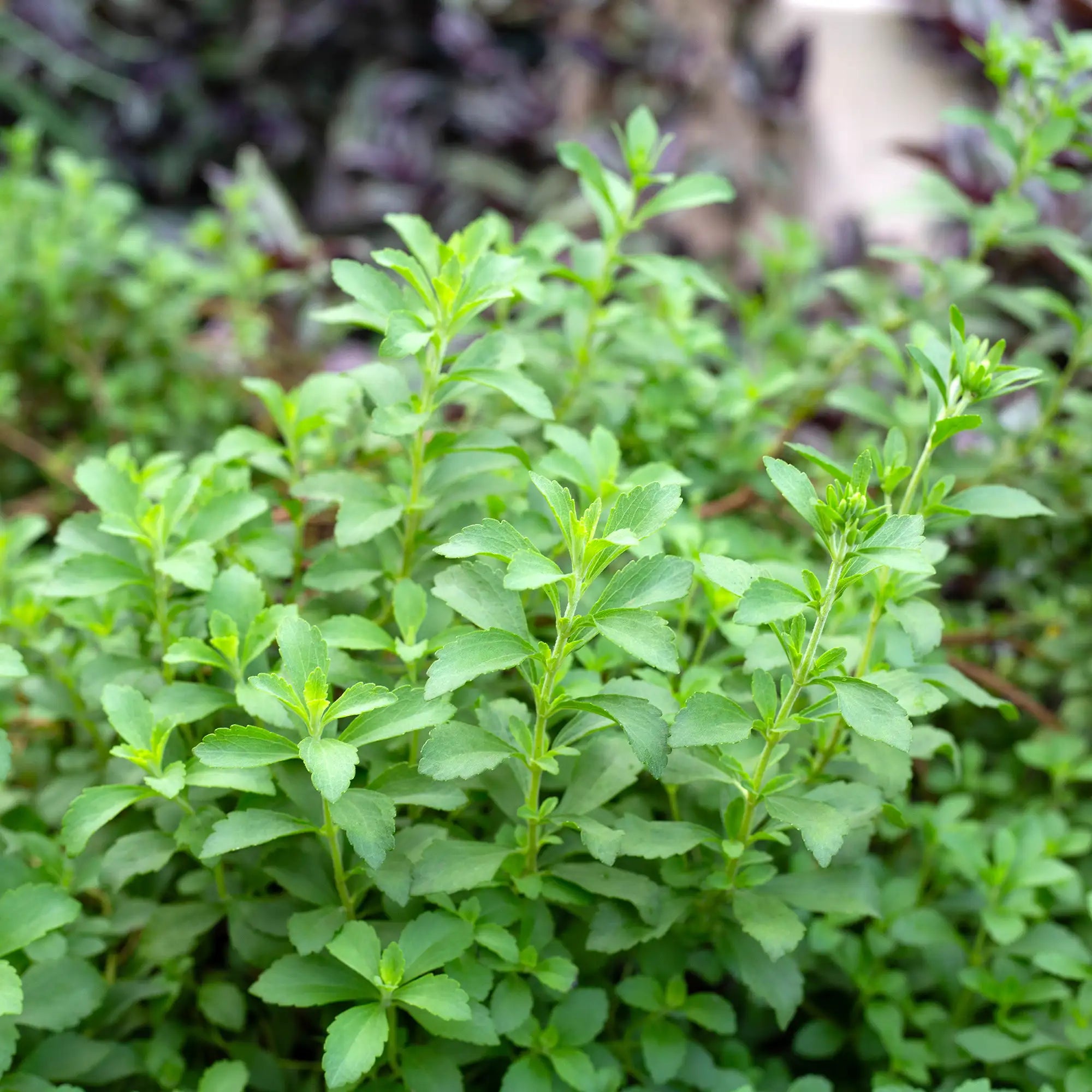 Stevia plant with green leaves in a garden