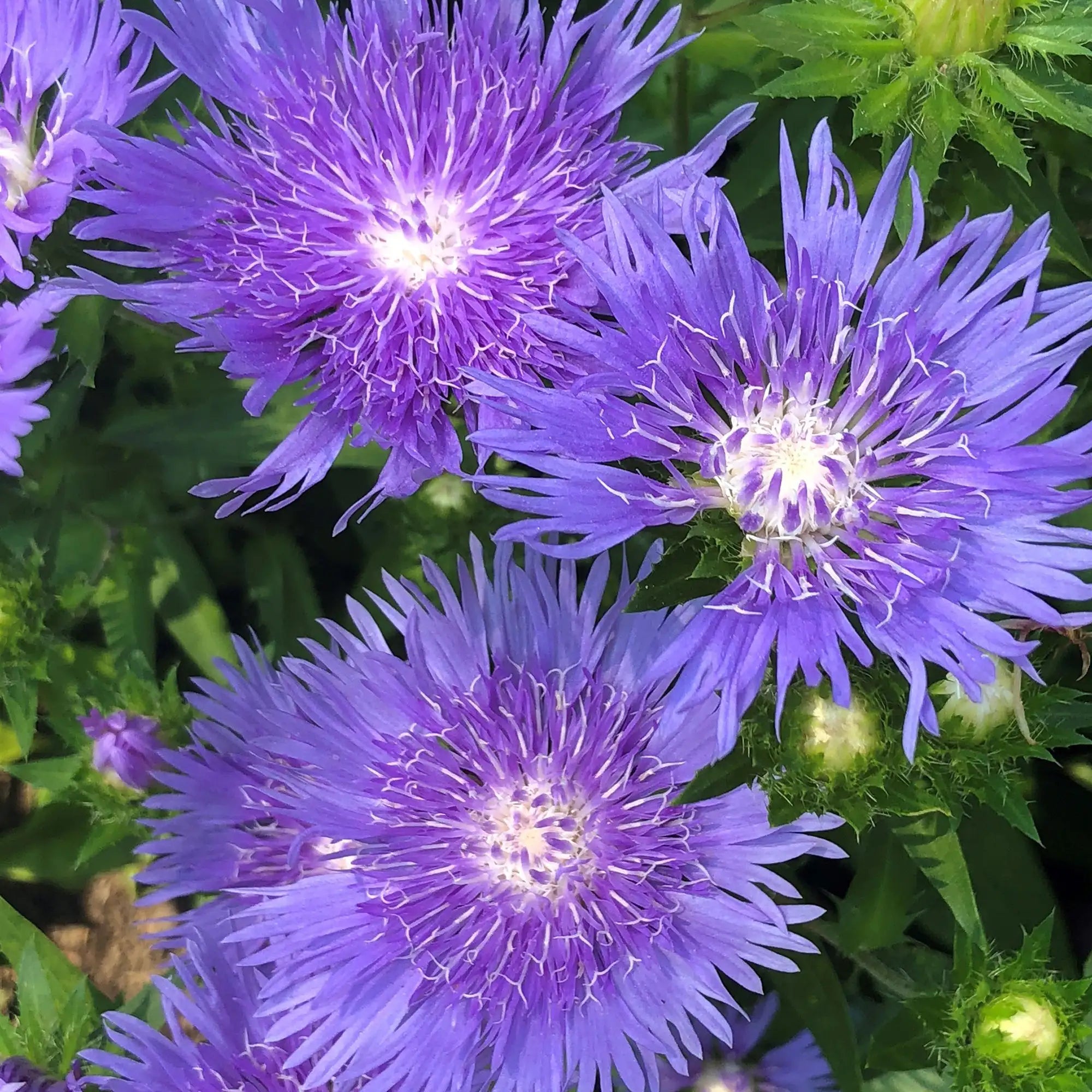 Stokes Aster 'Mel's Blue'