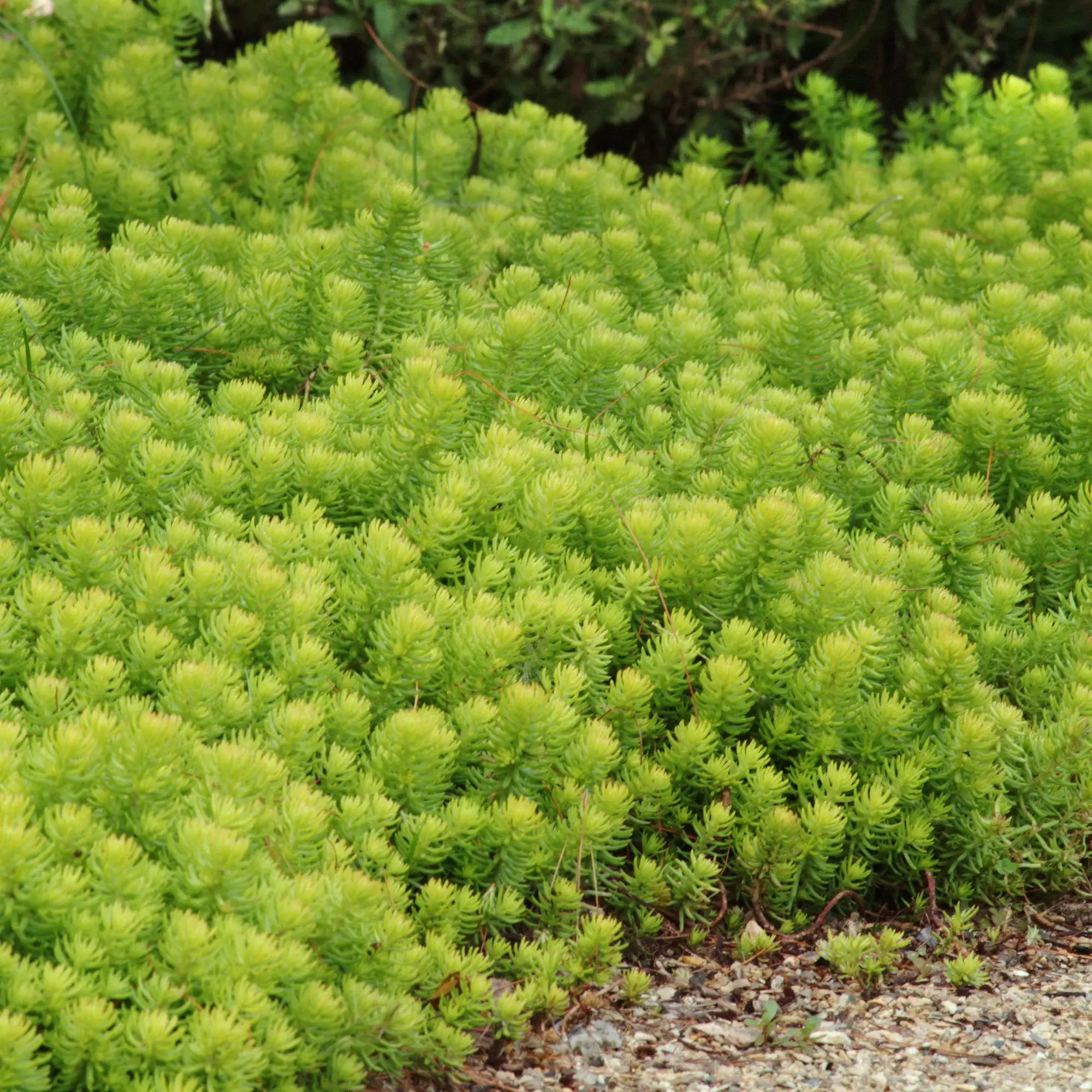 Stonecrop Groundcover 'Angelina'