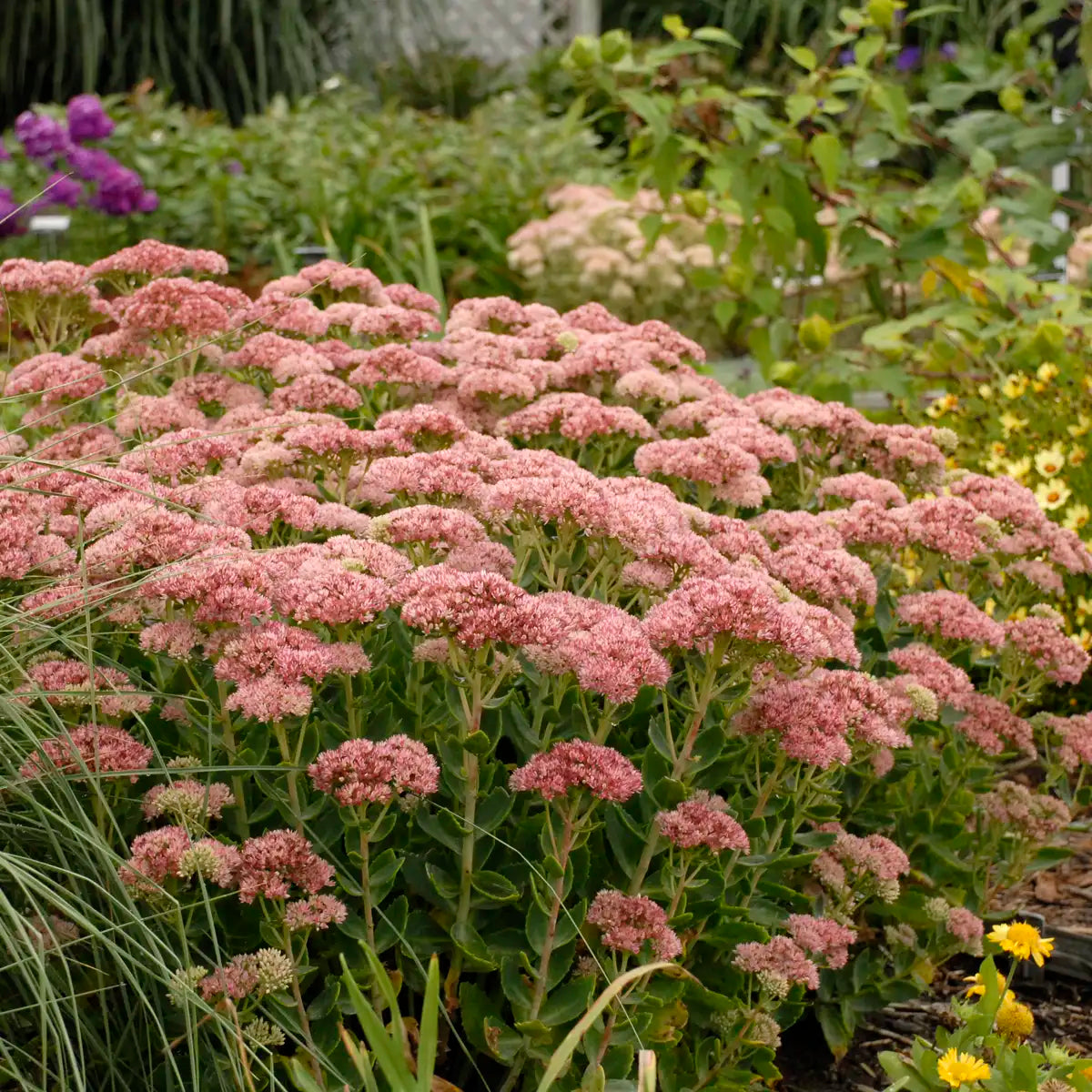 Stonecrop 'Autumn Fire'