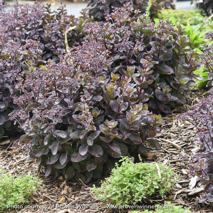 Stonecrop with Black Foliage in a garden