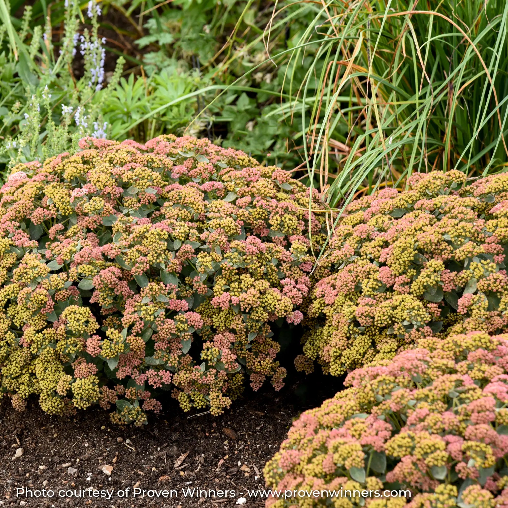 Pink and Green Stonecrop in a garden
