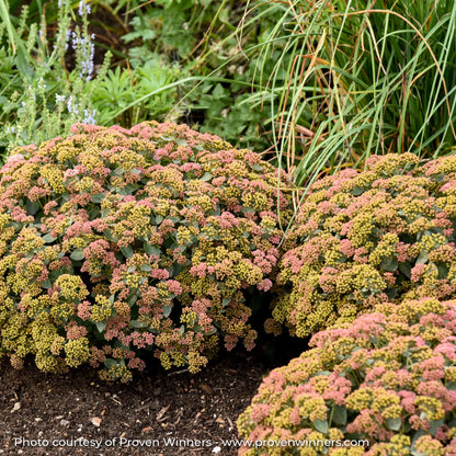 Pink and Green Stonecrop in a garden