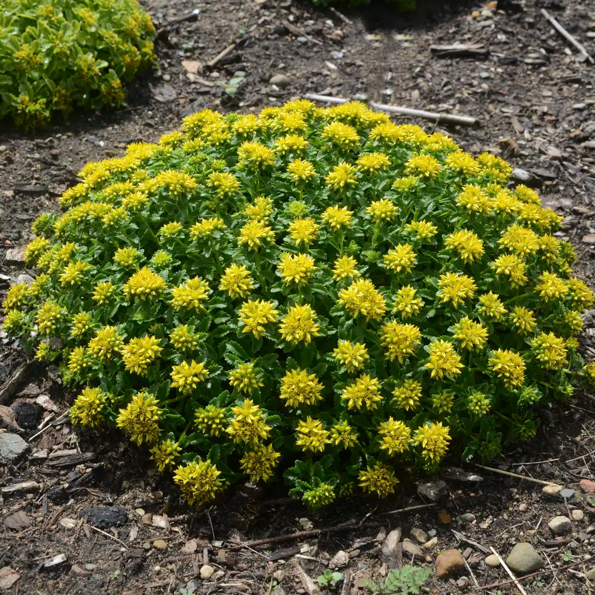 Stonecrop Groundcover 'Little Miss Sunshine'