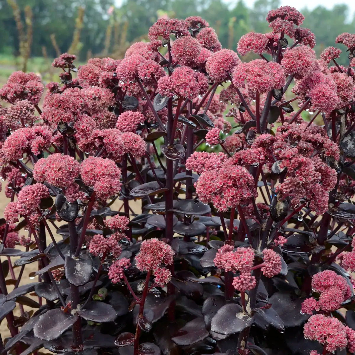 Stonecrop 'Night Embers'