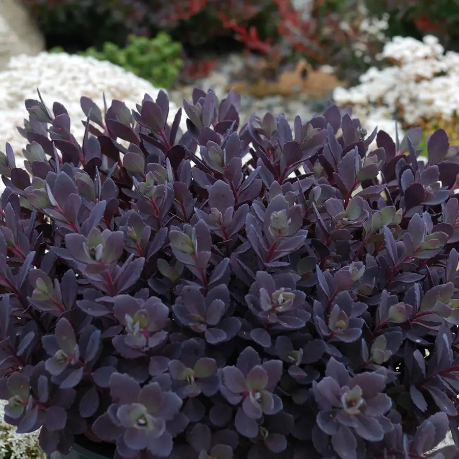 Stonecrop Groundcover SunSparkler® 'Plum Dazzled'