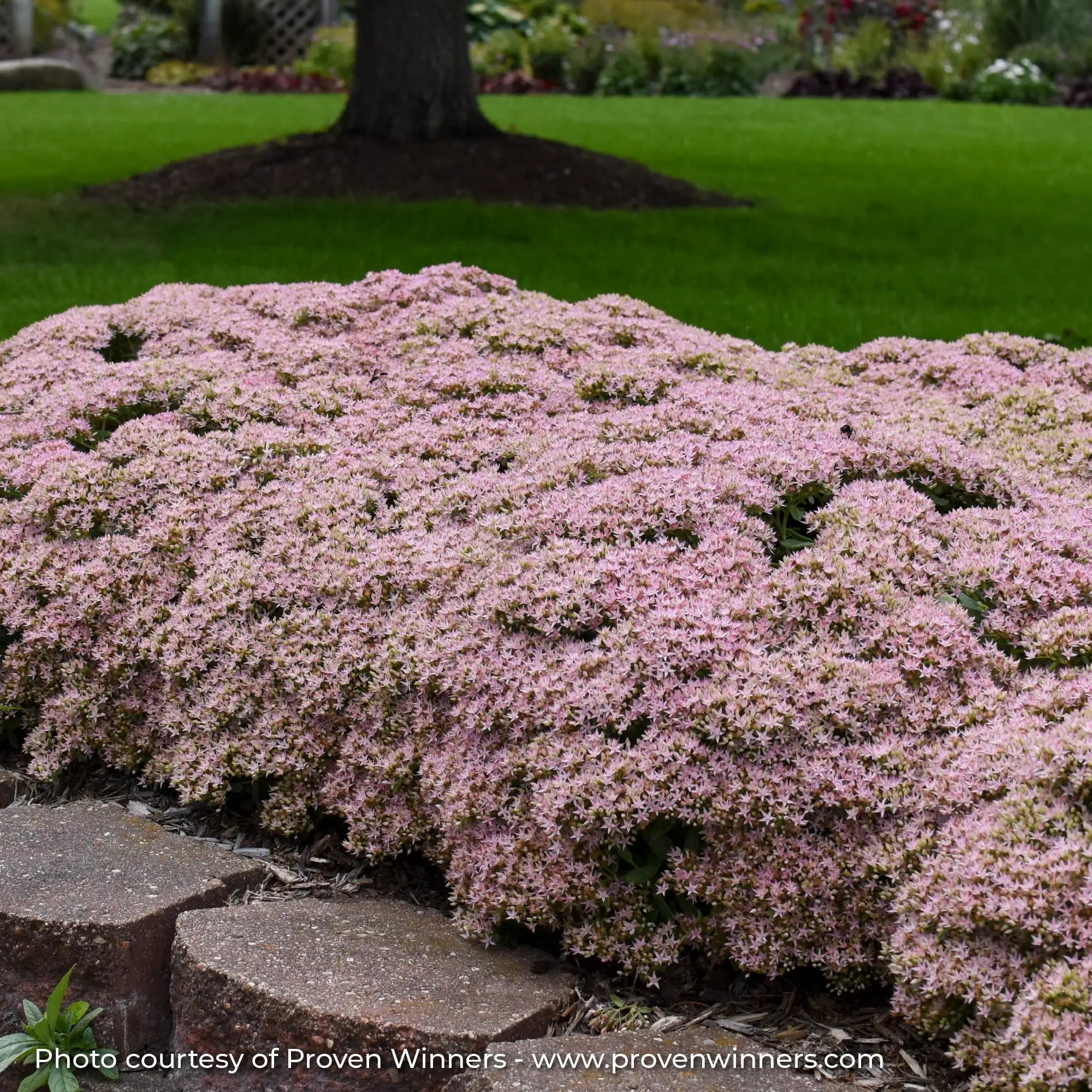 Light Pink Stonecrop in a garden