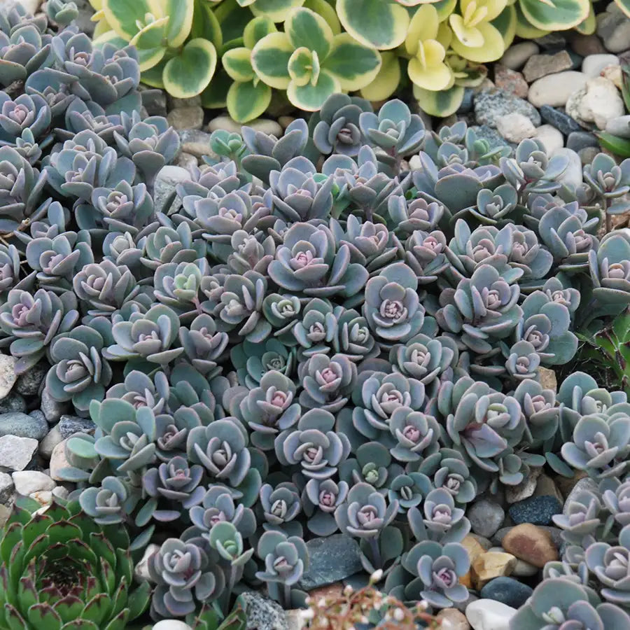 Stonecrop Groundcover SunSparkler® 'Blue Elf'