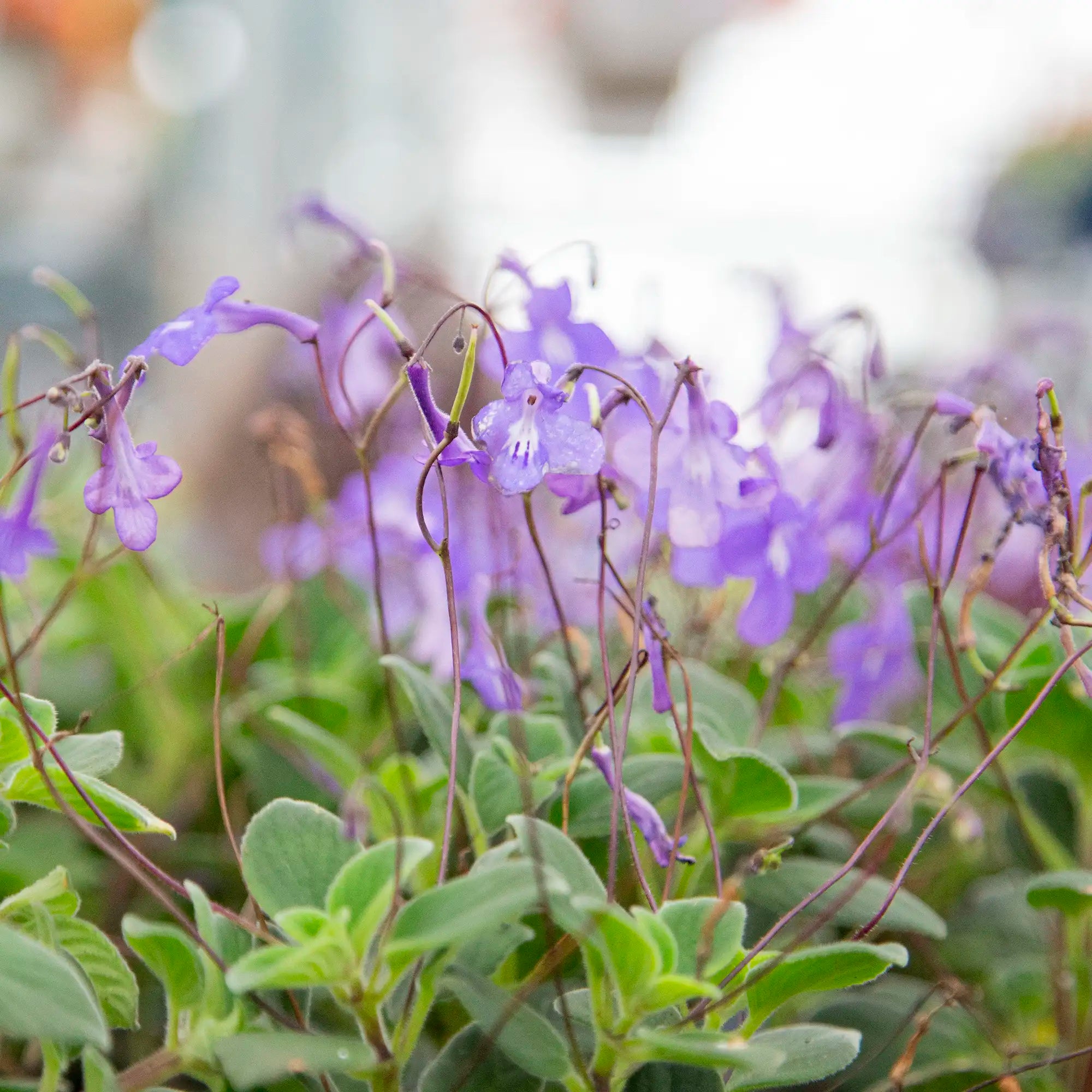 Streptocarpella 'Conrord Blue'