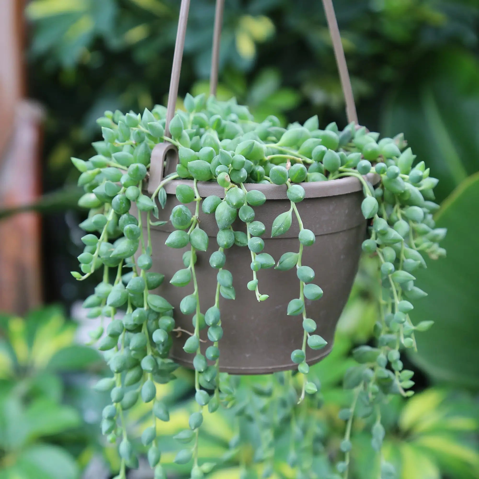String of Beads
