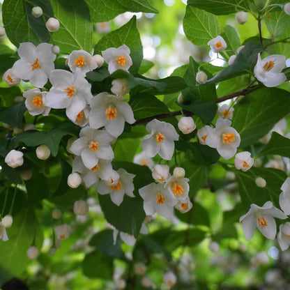 Japanese Snowbell