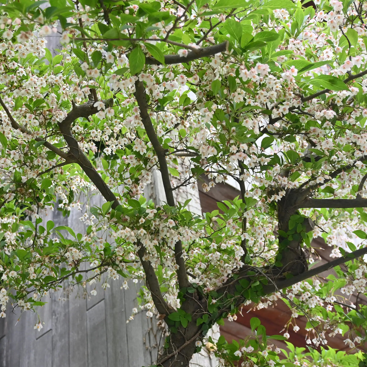 Japanese Snowbell