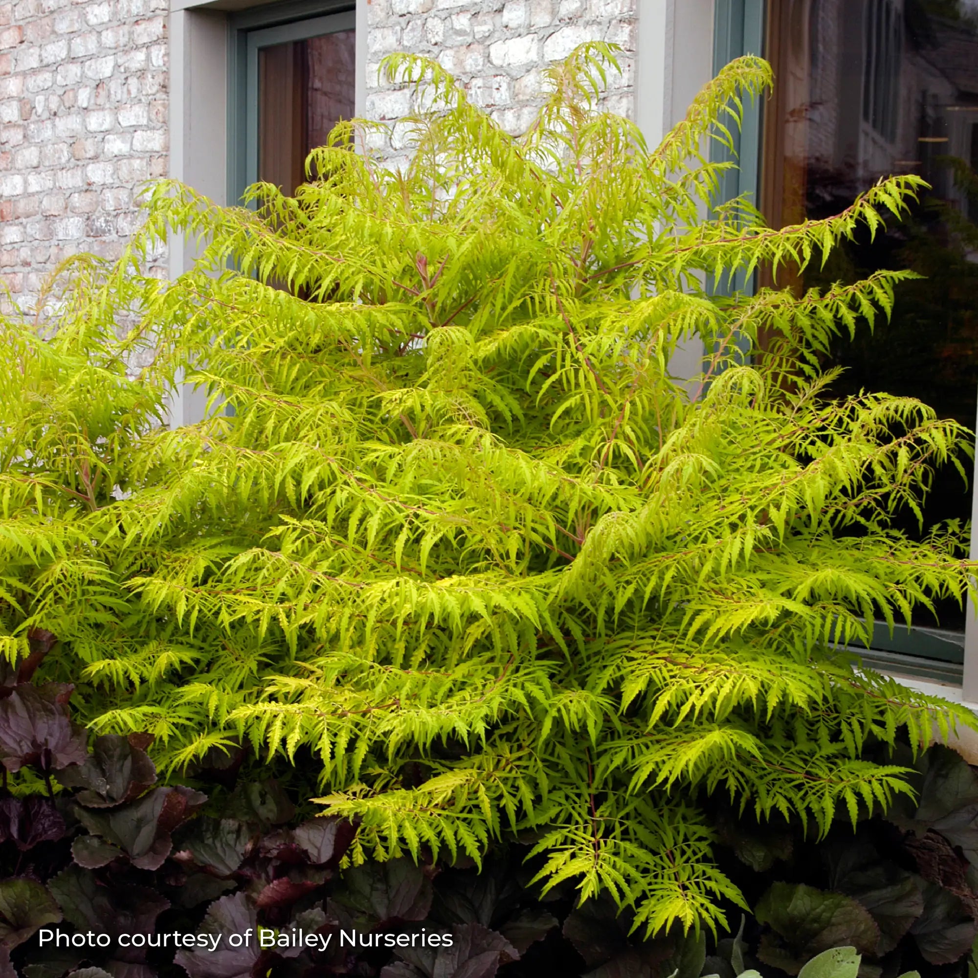 Sumac 'Tiger Eyes®'