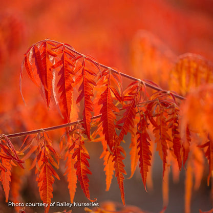 Sumac 'Tiger Eyes®'