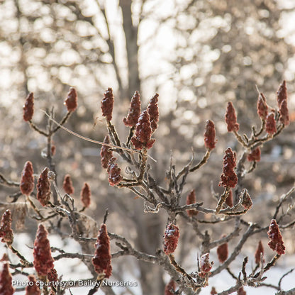 Sumac 'Tiger Eyes®'