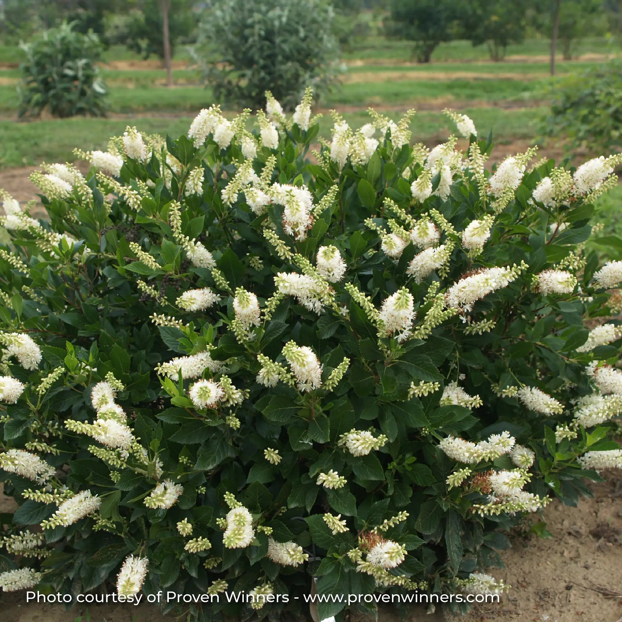 Summersweet Sugartina® 'Crystalina'