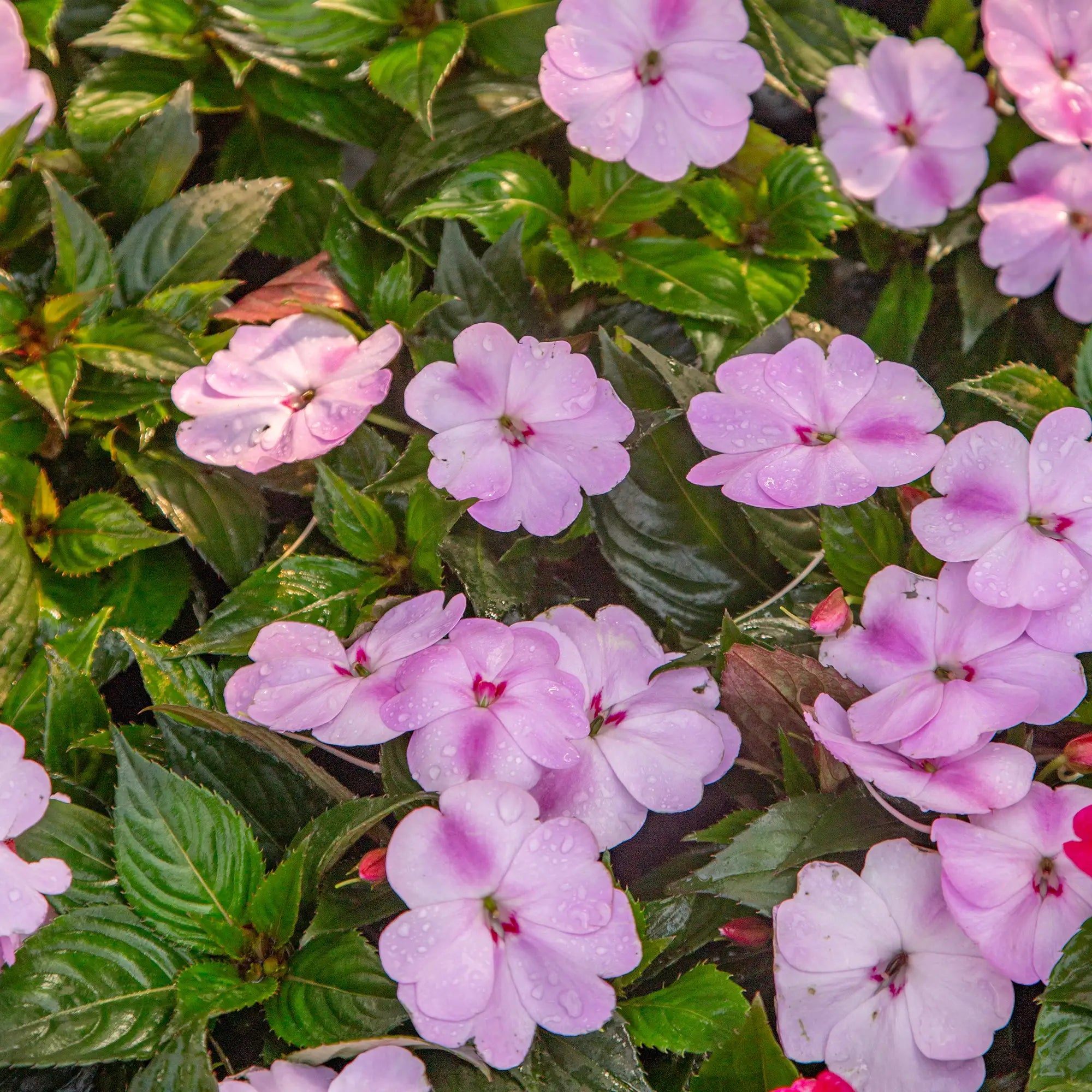 Close-up of light pink SunPatien flowers with green leaves, some petals glistening with water droplets.