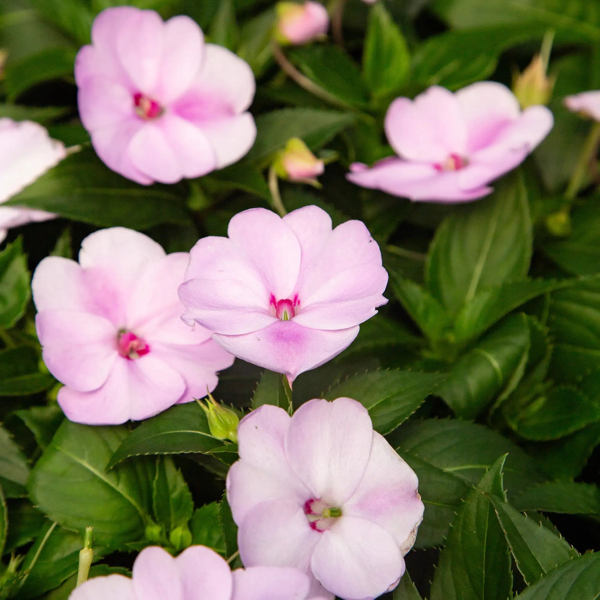 Close-up of Light Pink SunPatien.