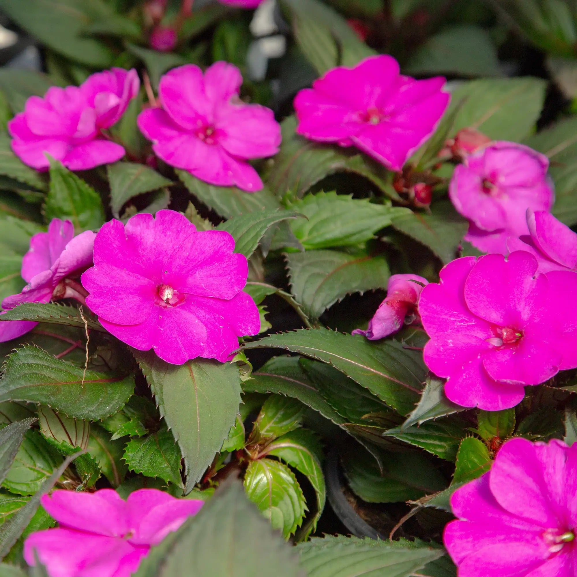 Close-up of Light Purple SunPatien.