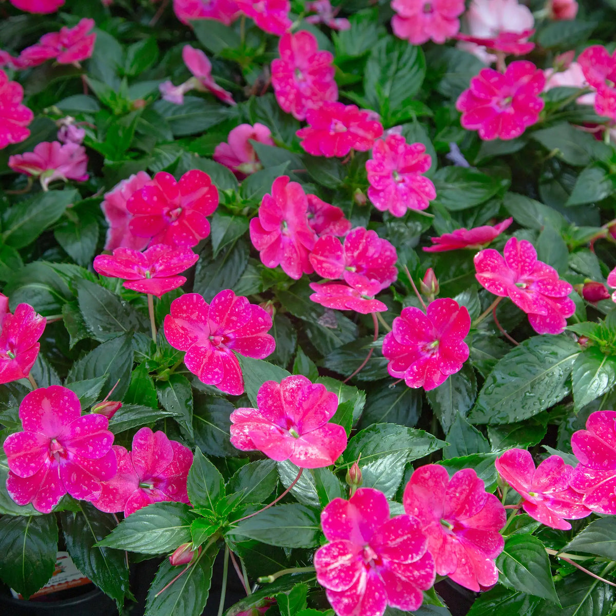 Close-up of bright pink impatiens flowers with glossy green leaves, photographed outdoors or in a nursery setting.
