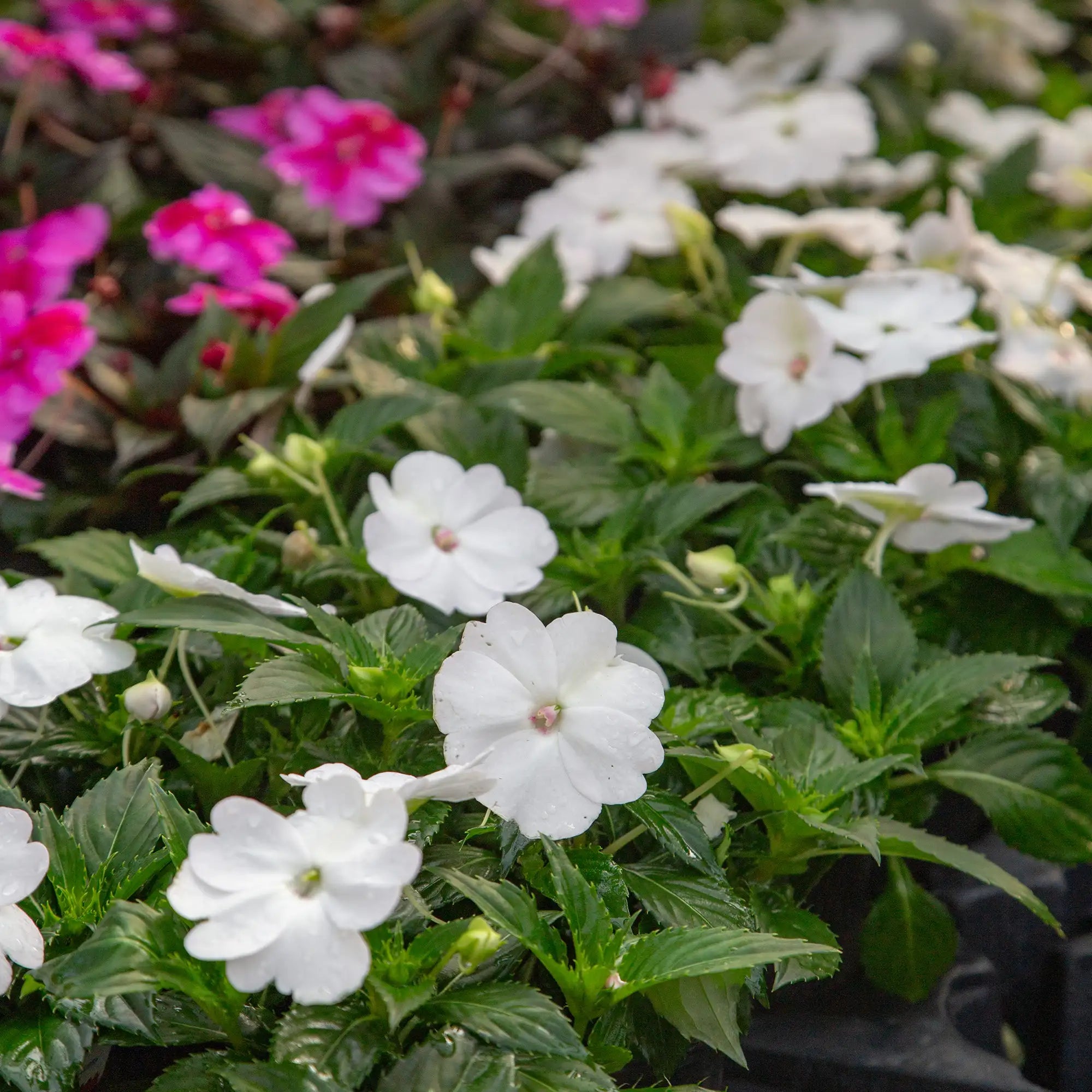 Impatiens 'SunPatiens® Compact White'