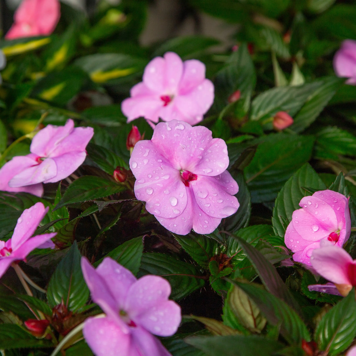 Pink impatiens flowers with water droplets on glossy green leaves.