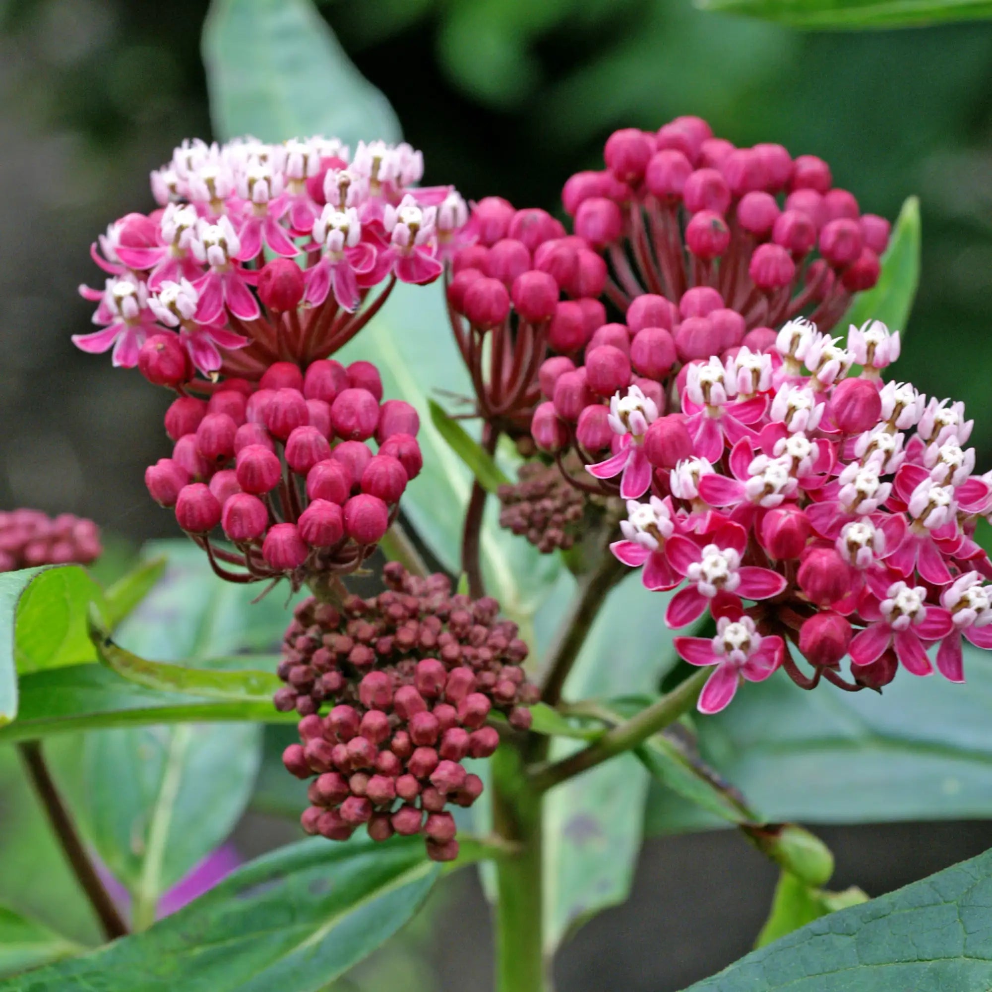Milkweed Swamp 'Soul Mate'
