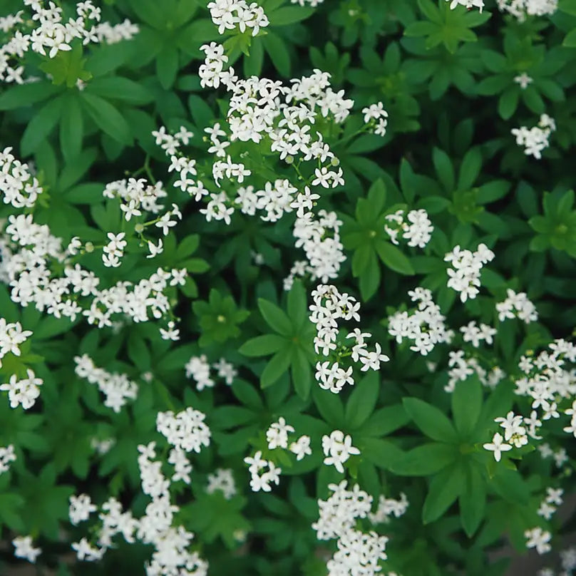Close-up of White Sweet Woodruff 