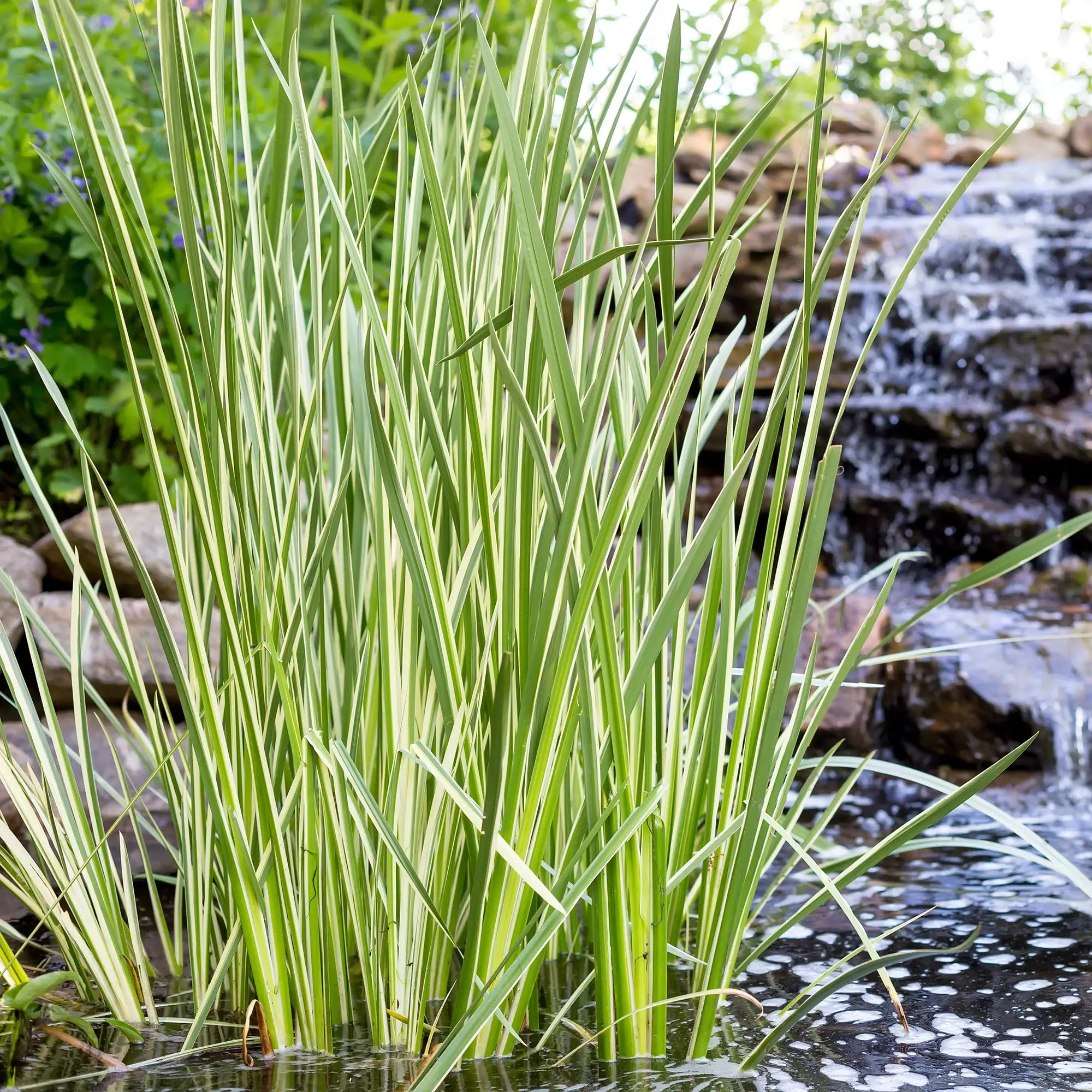 Variegated Sweet Flag in a pond with a waterfall