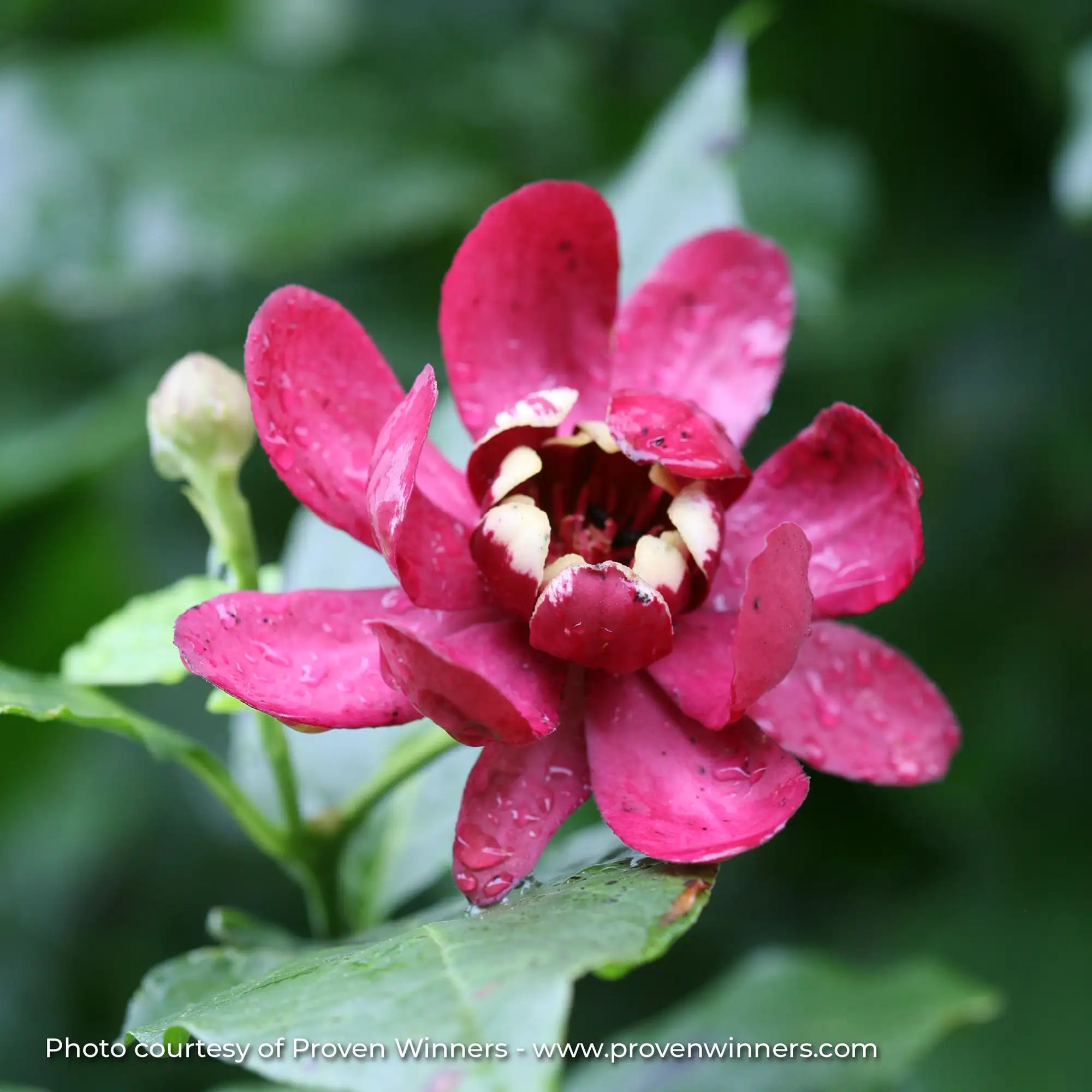 Sweetshrub 'Aphrodite'